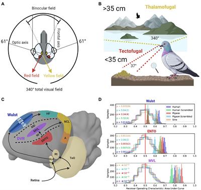 Seeing the Forest for the Trees, and the Ground Below My Beak: Global and Local Processing in the Pigeon’s Visual System